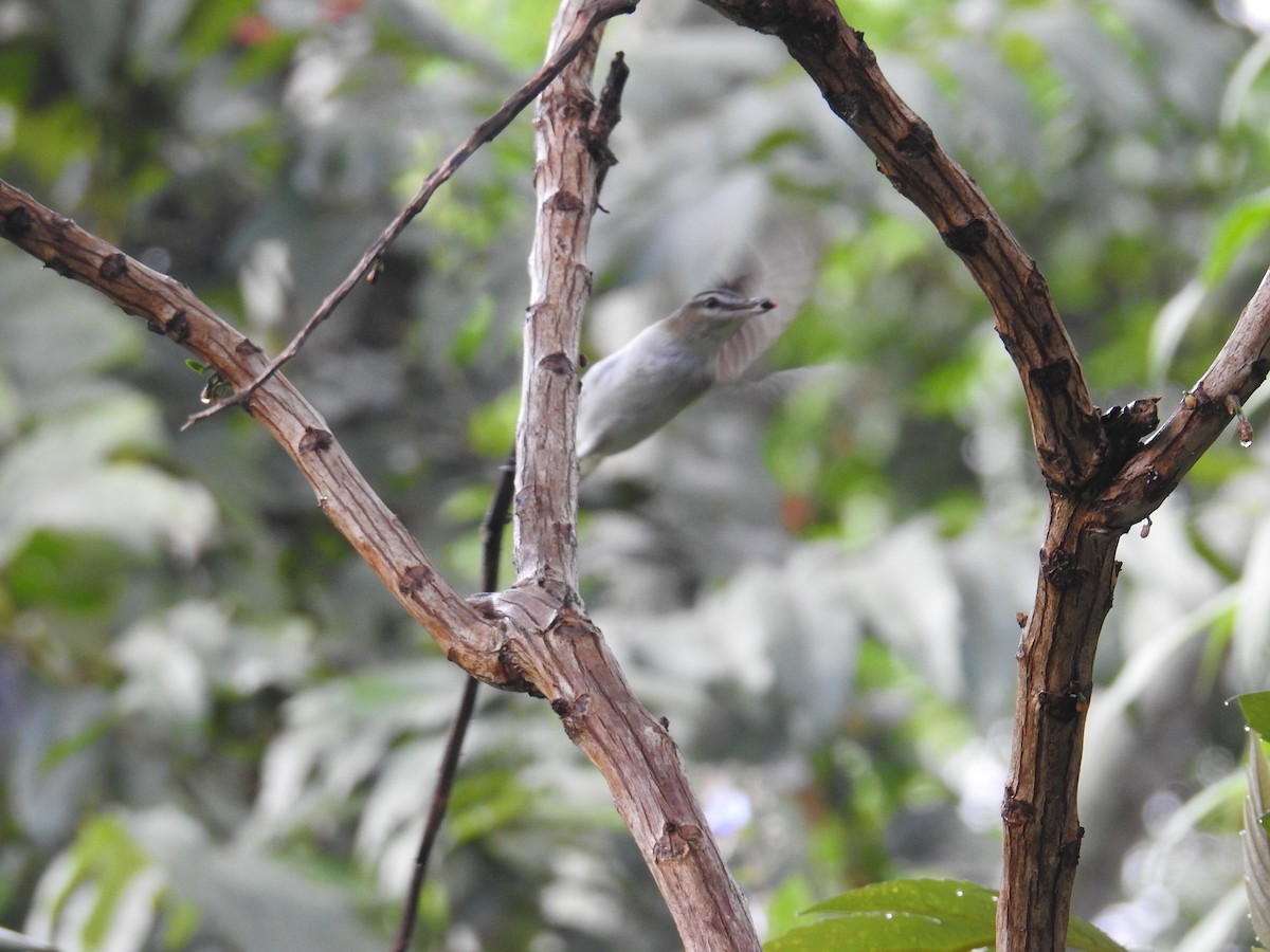 Kızıl Gözlü Vireo - ML644582526