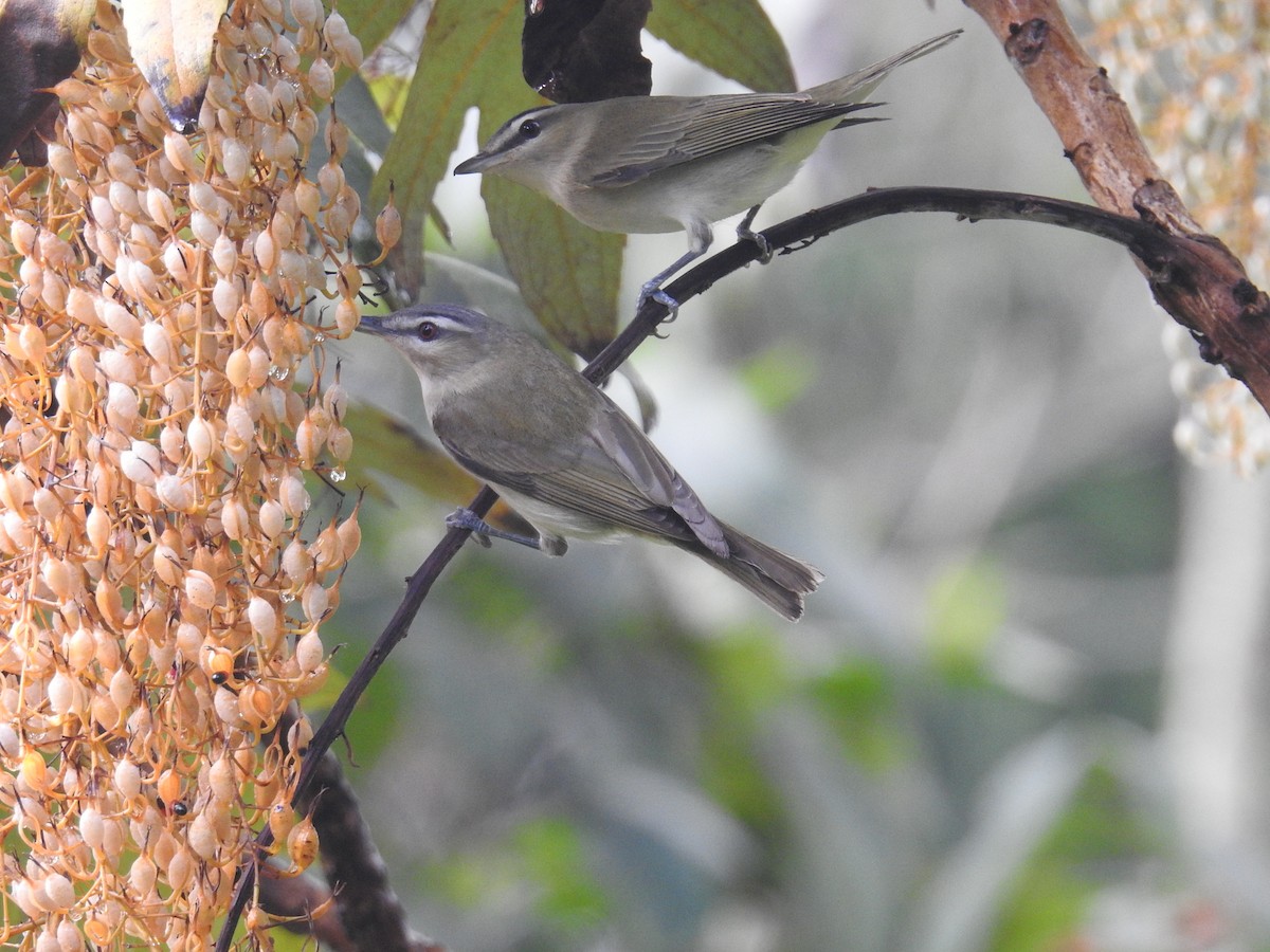 Kızıl Gözlü Vireo - ML644582527