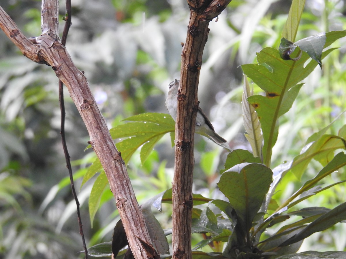 Kızıl Gözlü Vireo - ML644582528