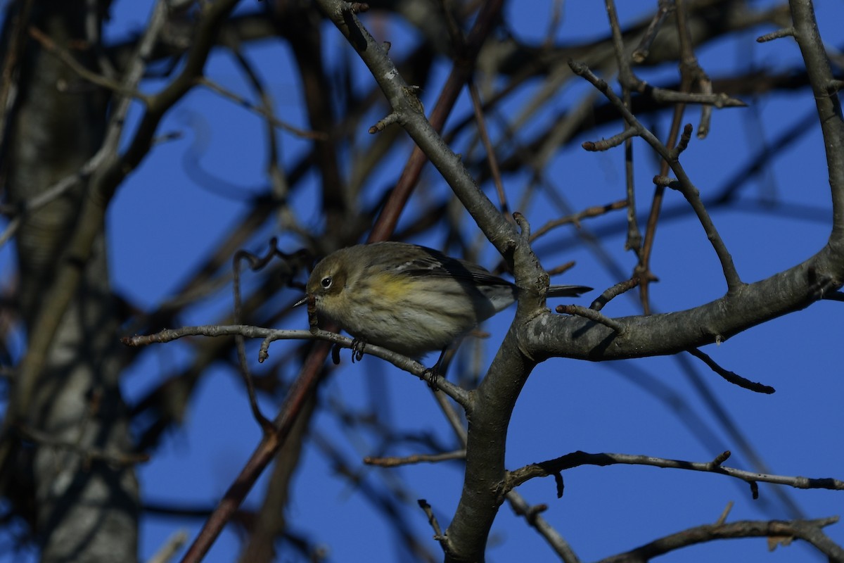 Paruline à croupion jaune - ML644582532