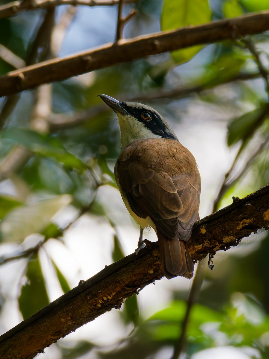 Large Woodshrike - ML644582533