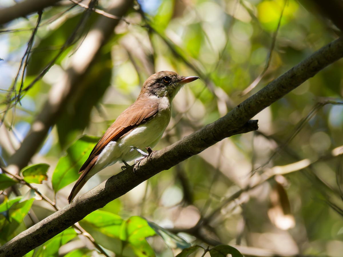 Large Woodshrike - ML644582534