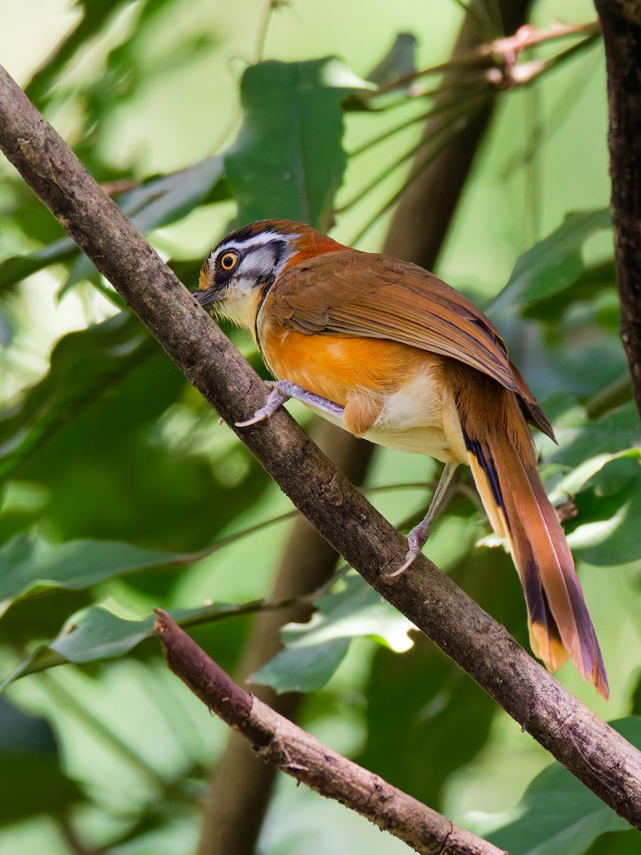 Lesser Necklaced Laughingthrush - ML644582538
