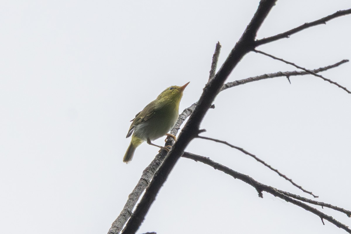 Yellow-vented Warbler - ML644582542