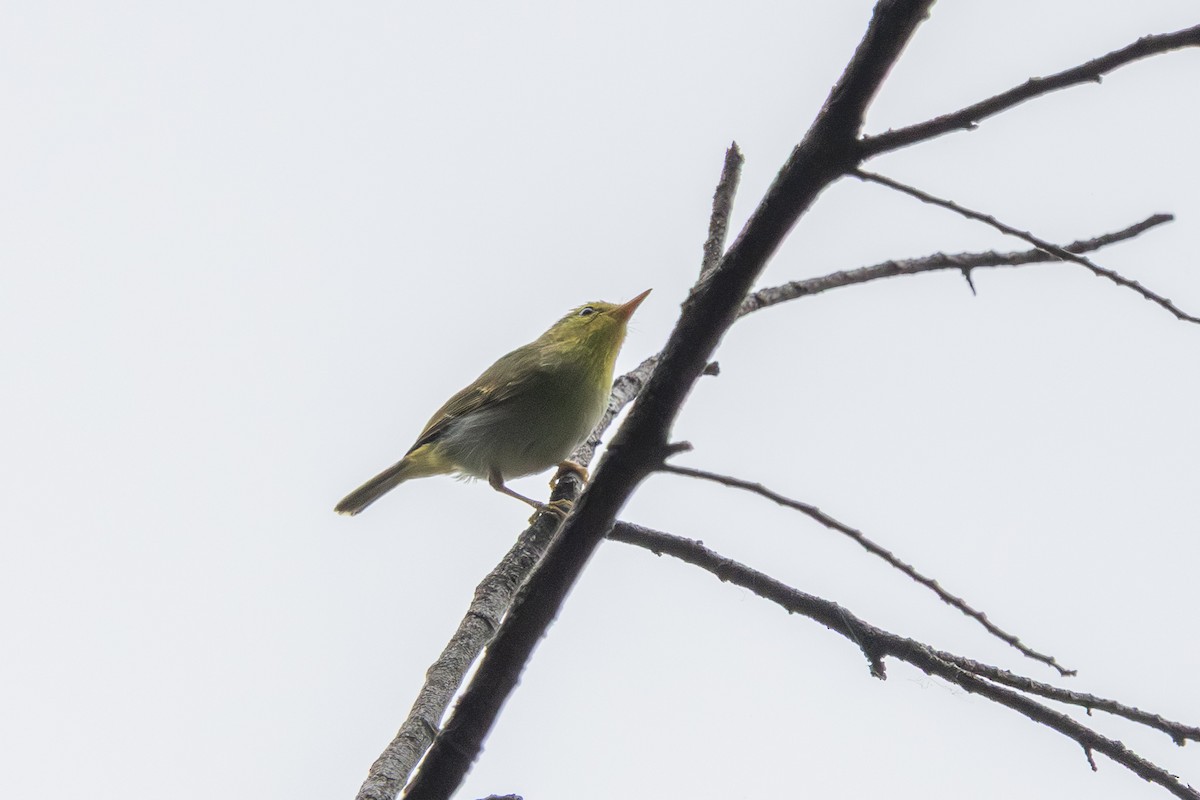 Yellow-vented Warbler - ML644582543