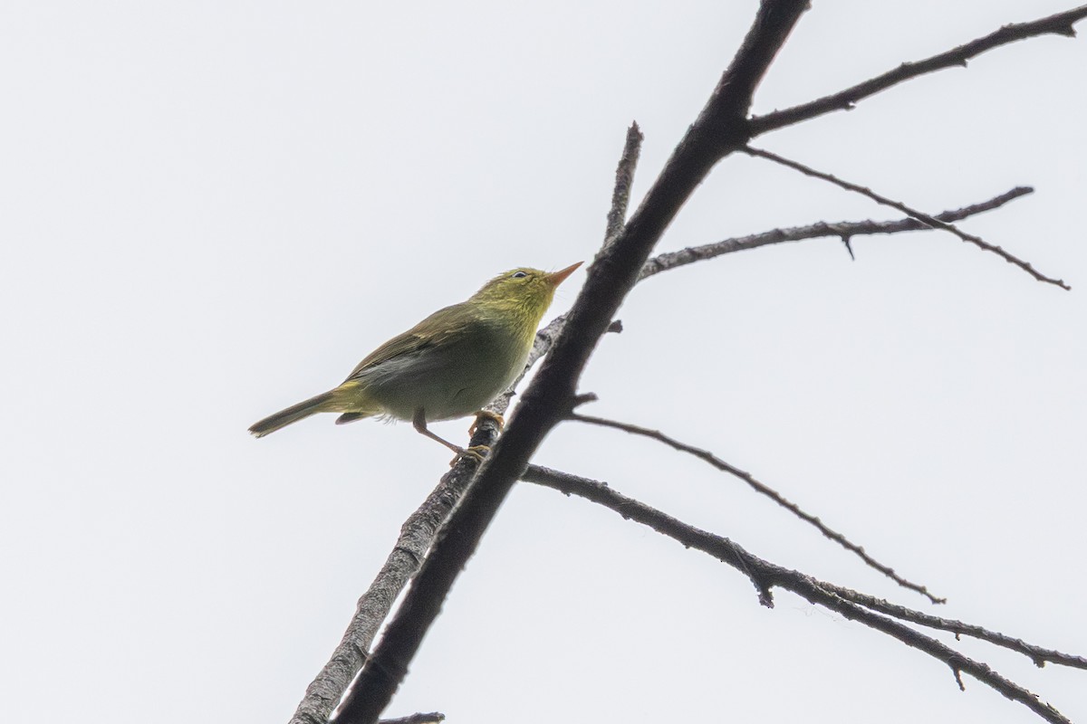 Yellow-vented Warbler - ML644582544