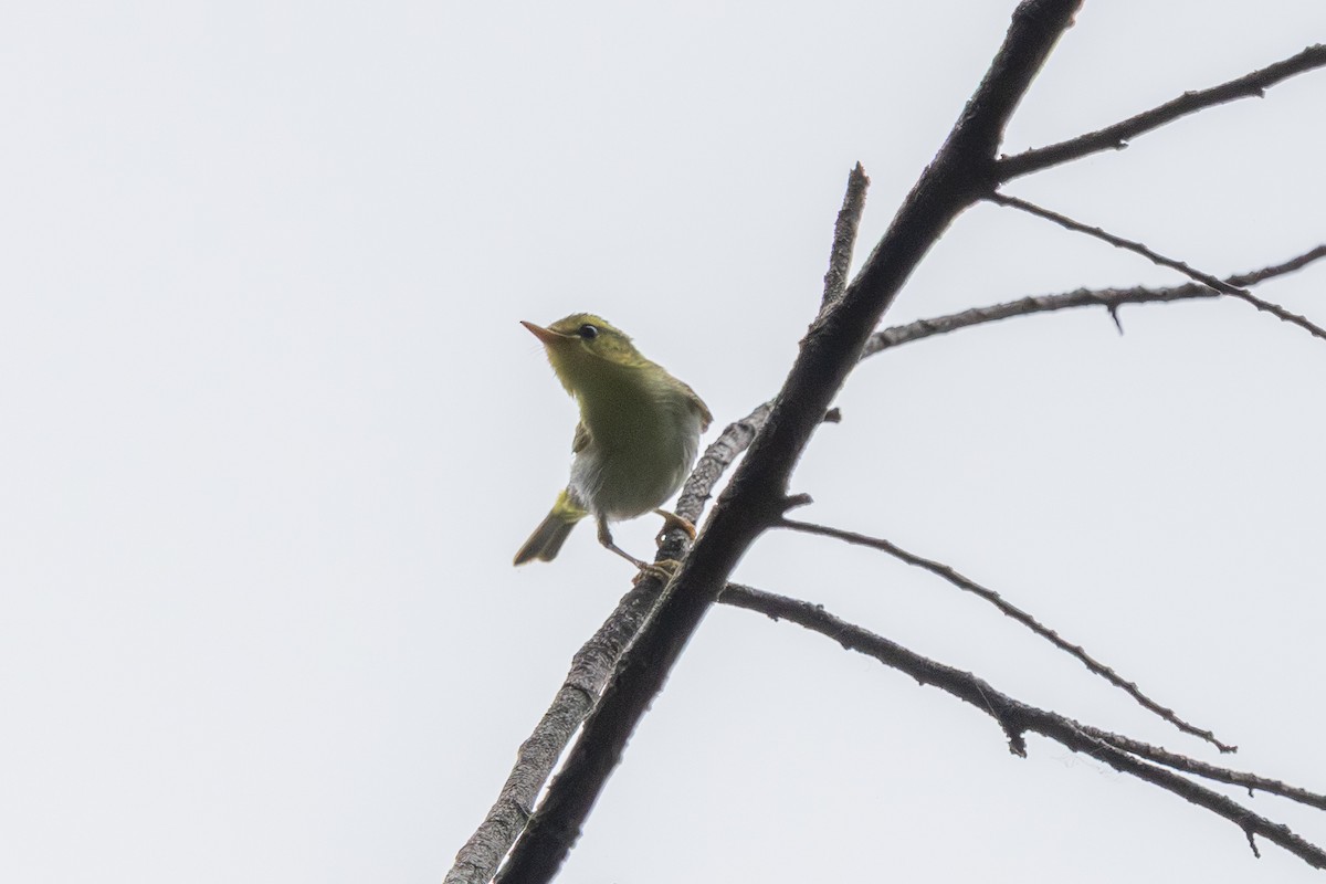Yellow-vented Warbler - ML644582545