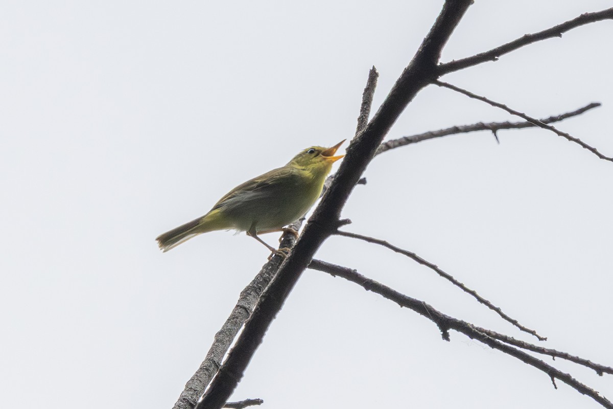 Yellow-vented Warbler - ML644582546