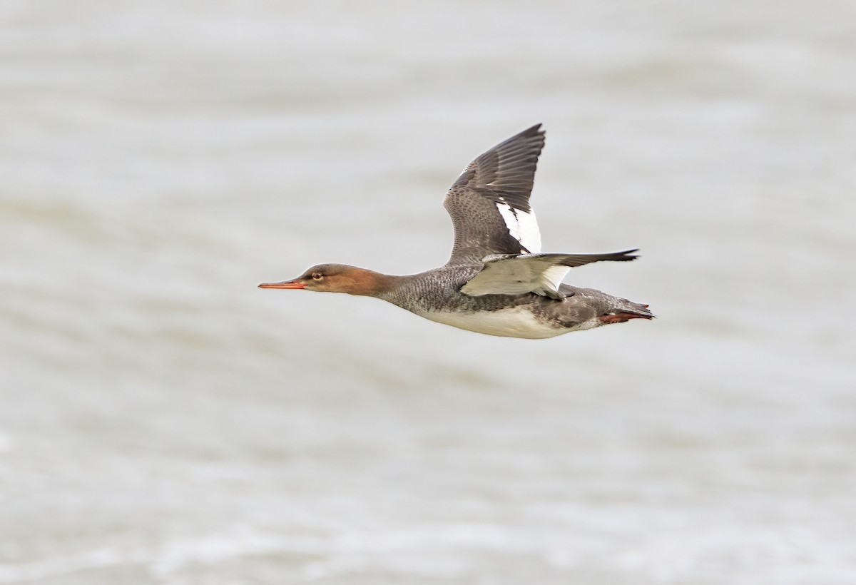 מרגון בינוני - ML644582558