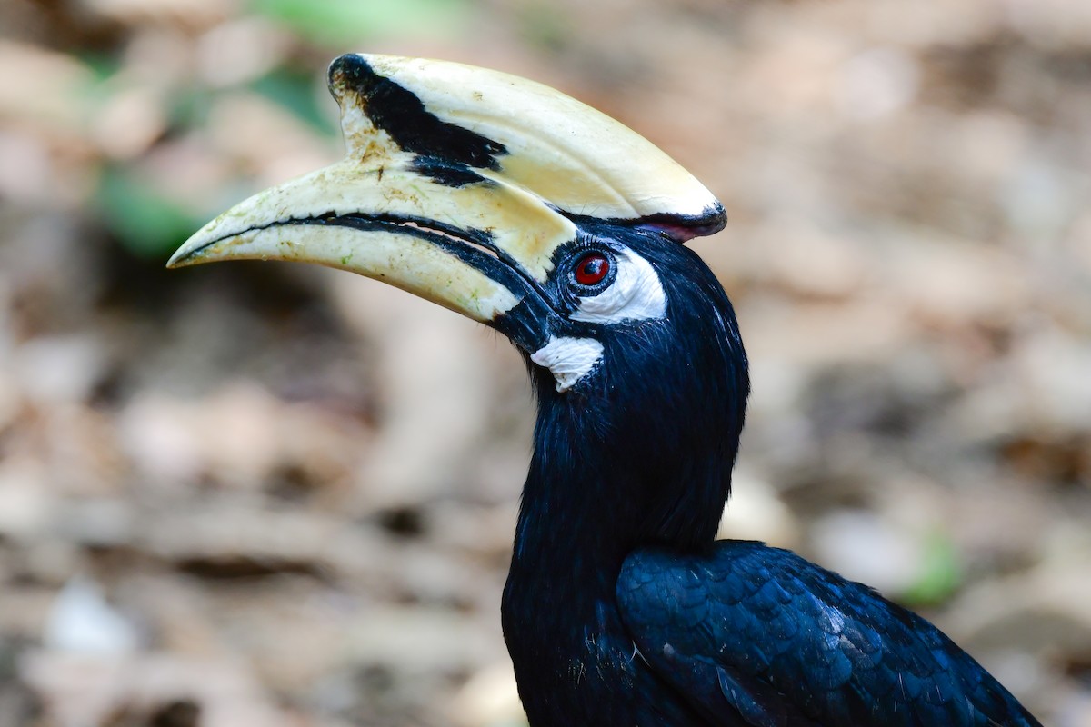 キタカササギサイチョウ - ML644582559