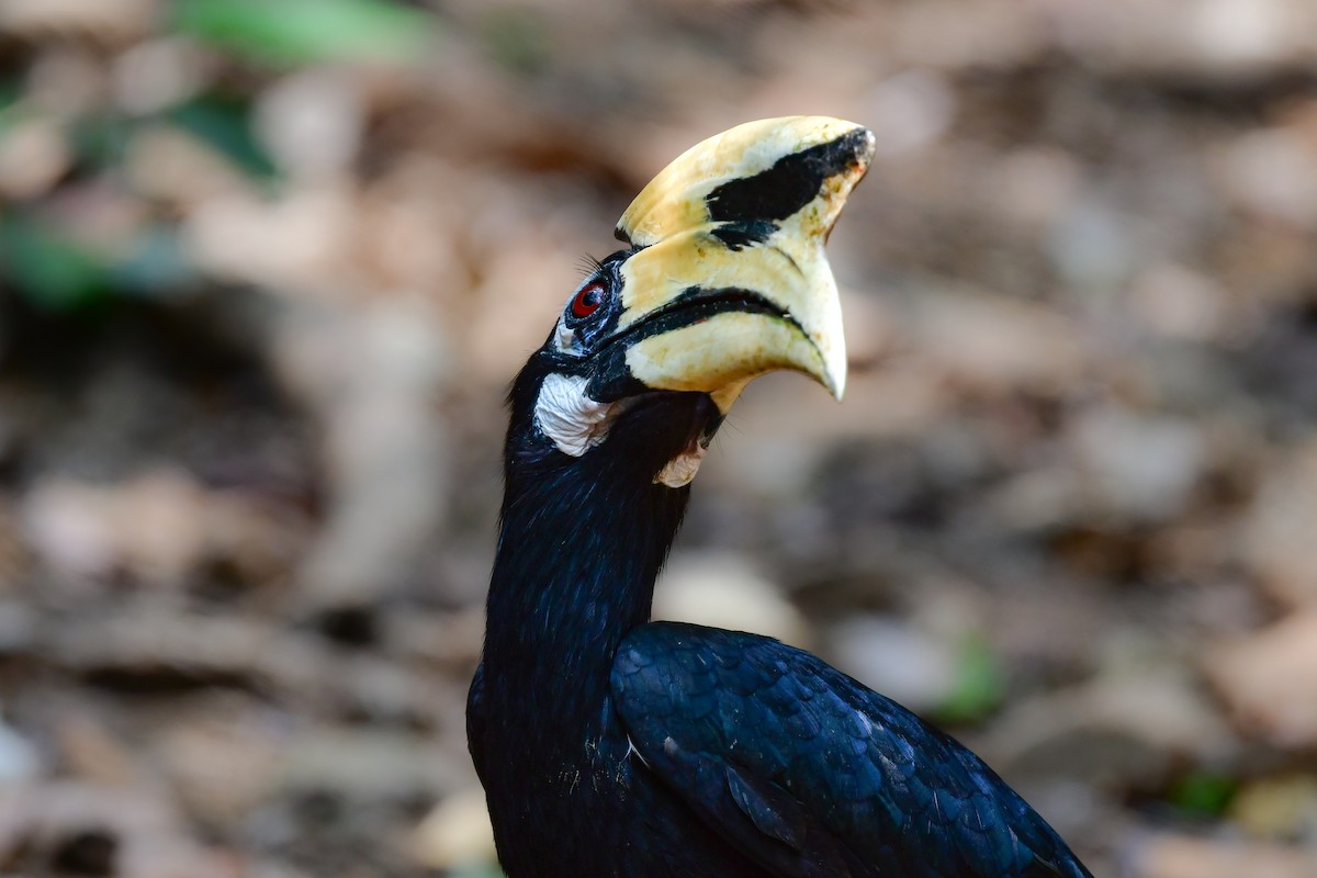 キタカササギサイチョウ - ML644582560