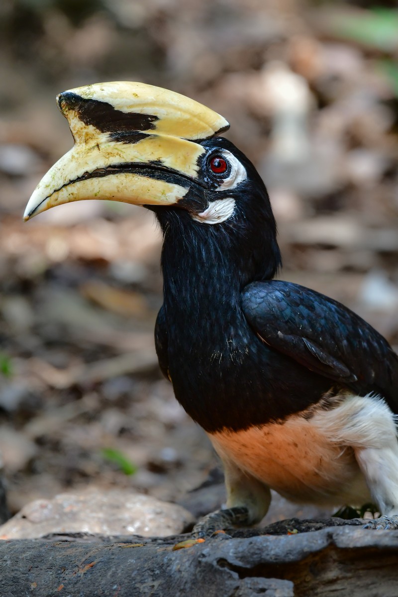 キタカササギサイチョウ - ML644582561