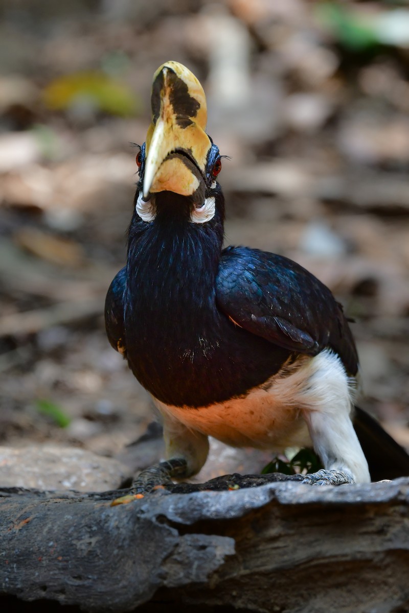 キタカササギサイチョウ - ML644582562