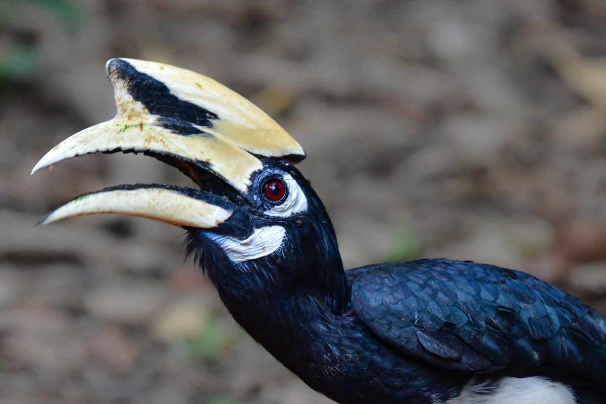 キタカササギサイチョウ - ML644582563