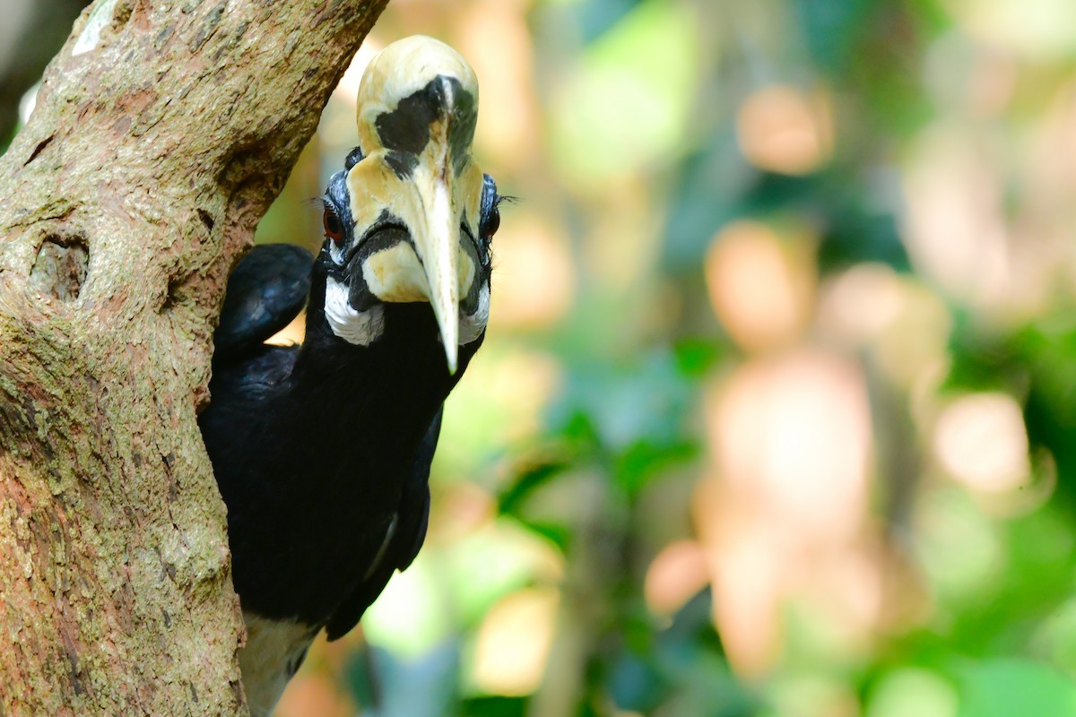 キタカササギサイチョウ - ML644582564