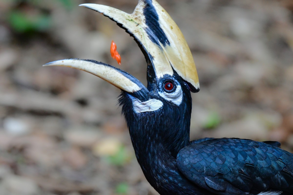 キタカササギサイチョウ - ML644582565