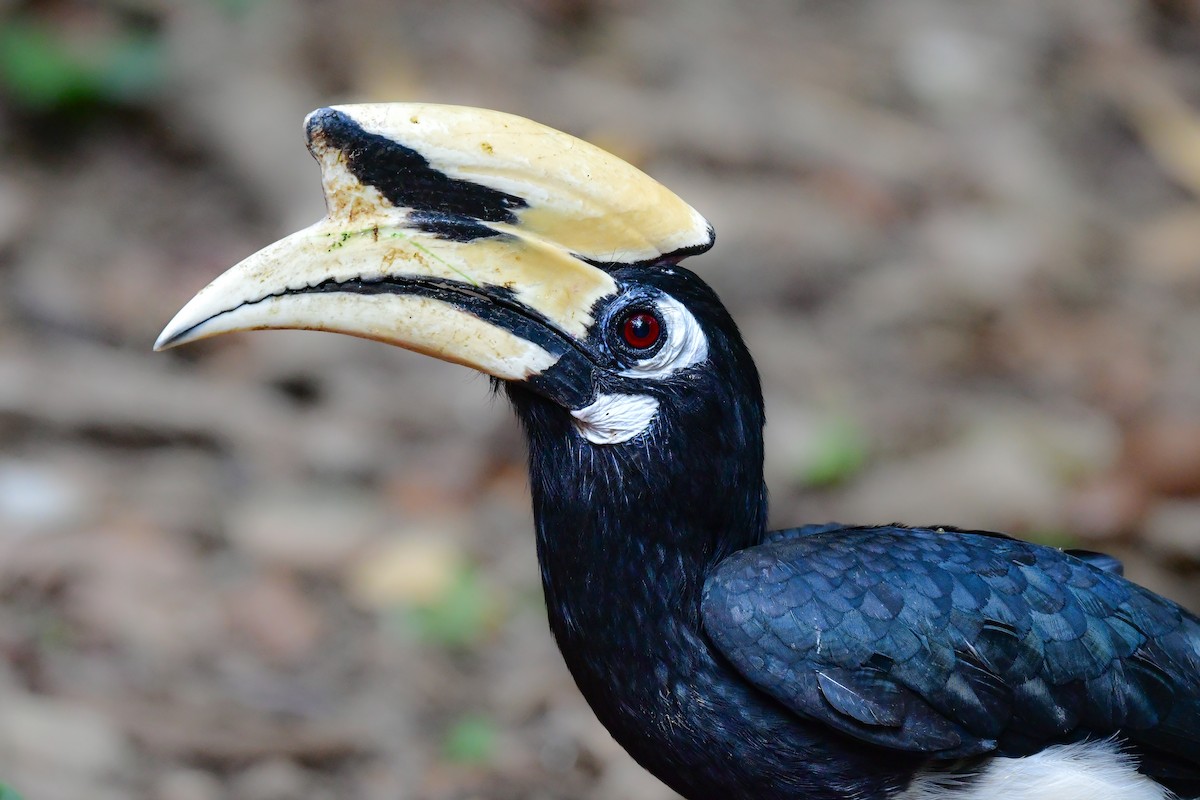 キタカササギサイチョウ - ML644582566