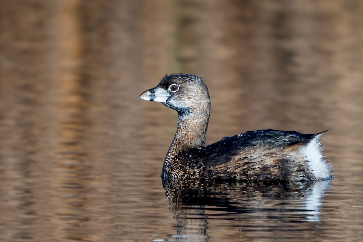 Kalın Gagalı Batağan - ML644582576