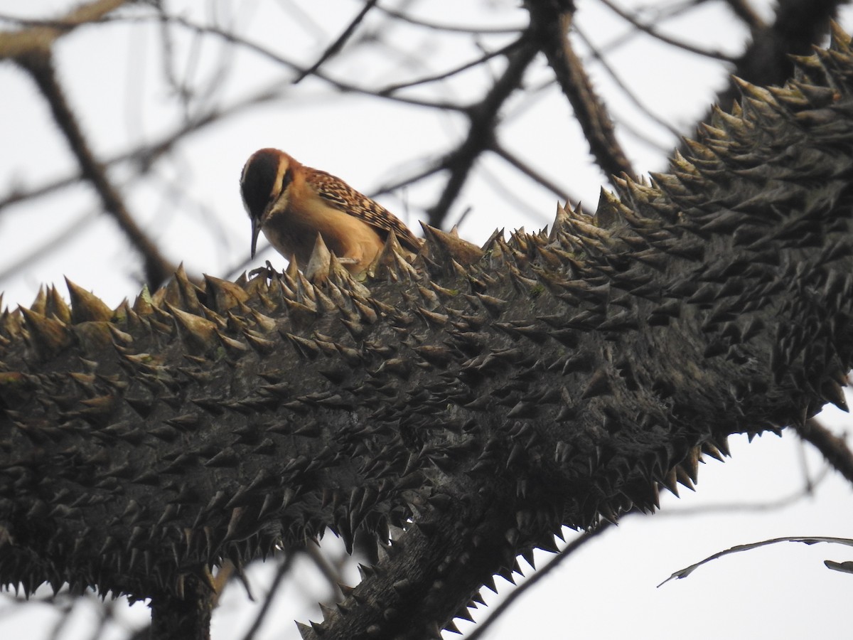 Rufous-backed Wren - ML644582580