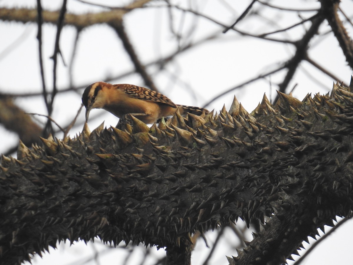 Rufous-backed Wren - ML644582581