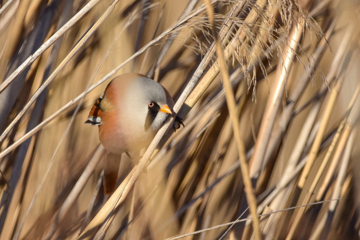 Bearded Reedling - ML644582582