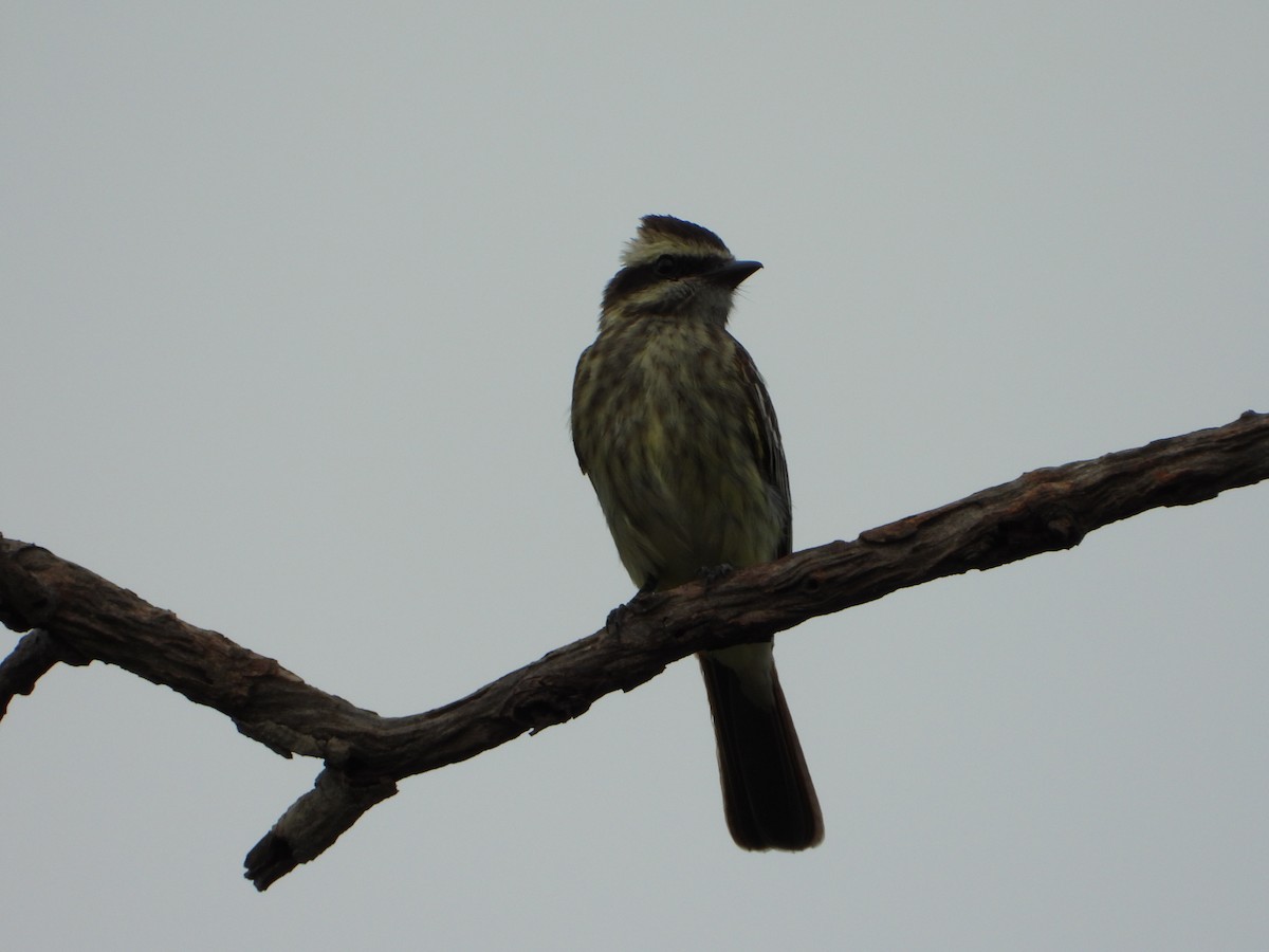 Tyran tacheté - ML644582584