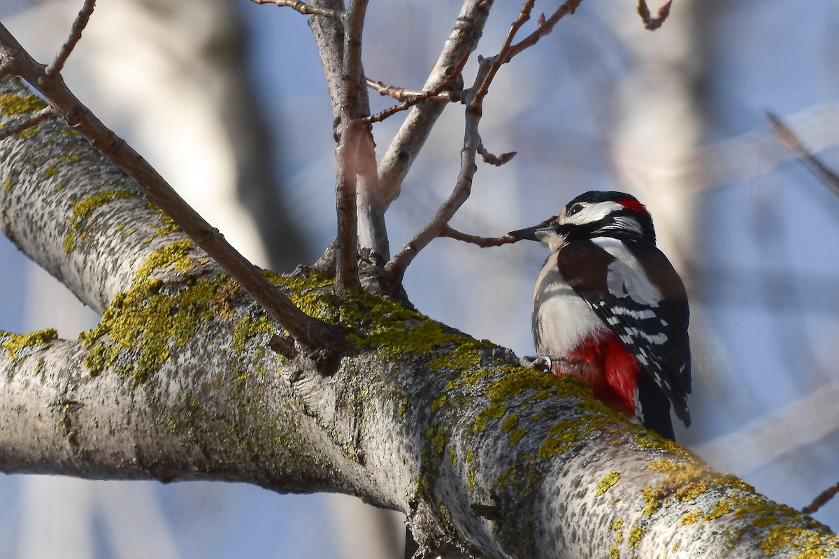 Great Spotted Woodpecker - ML644582585