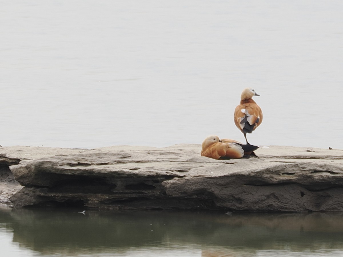 husice rezavá - ML644582596