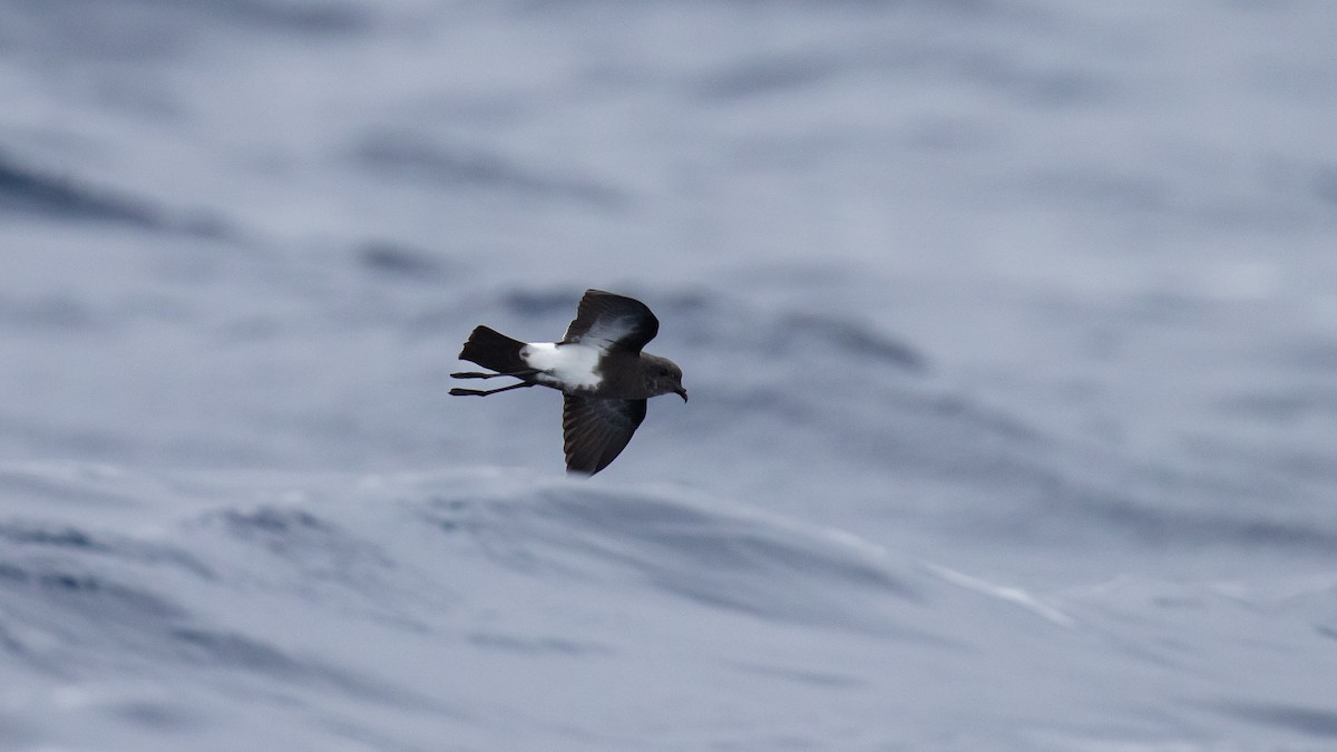 Black-bellied Storm-Petrel - ML644582597