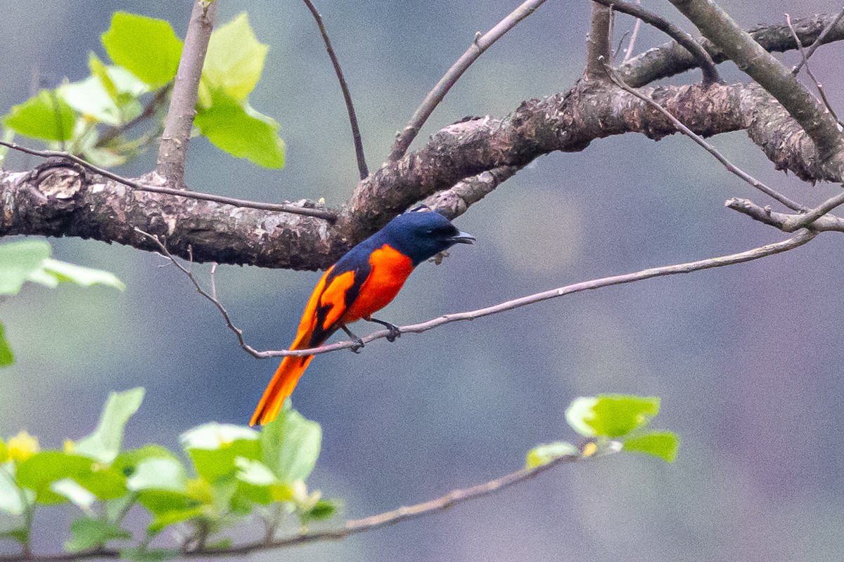Scarlet Minivet - ML644582606