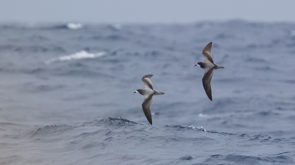 Pétrel de Gould - ML644582610