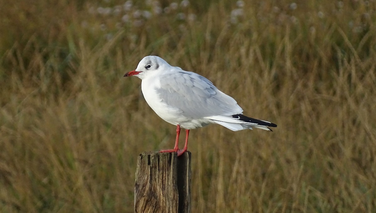 Black-headed Gull - ML644582615