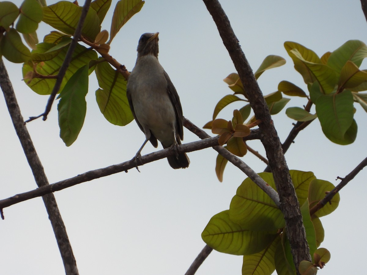 Creamy-bellied Thrush - ML644582628
