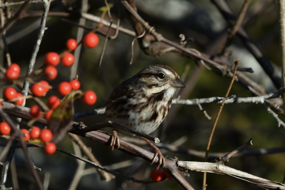 Ötücü Serçe - ML644582635