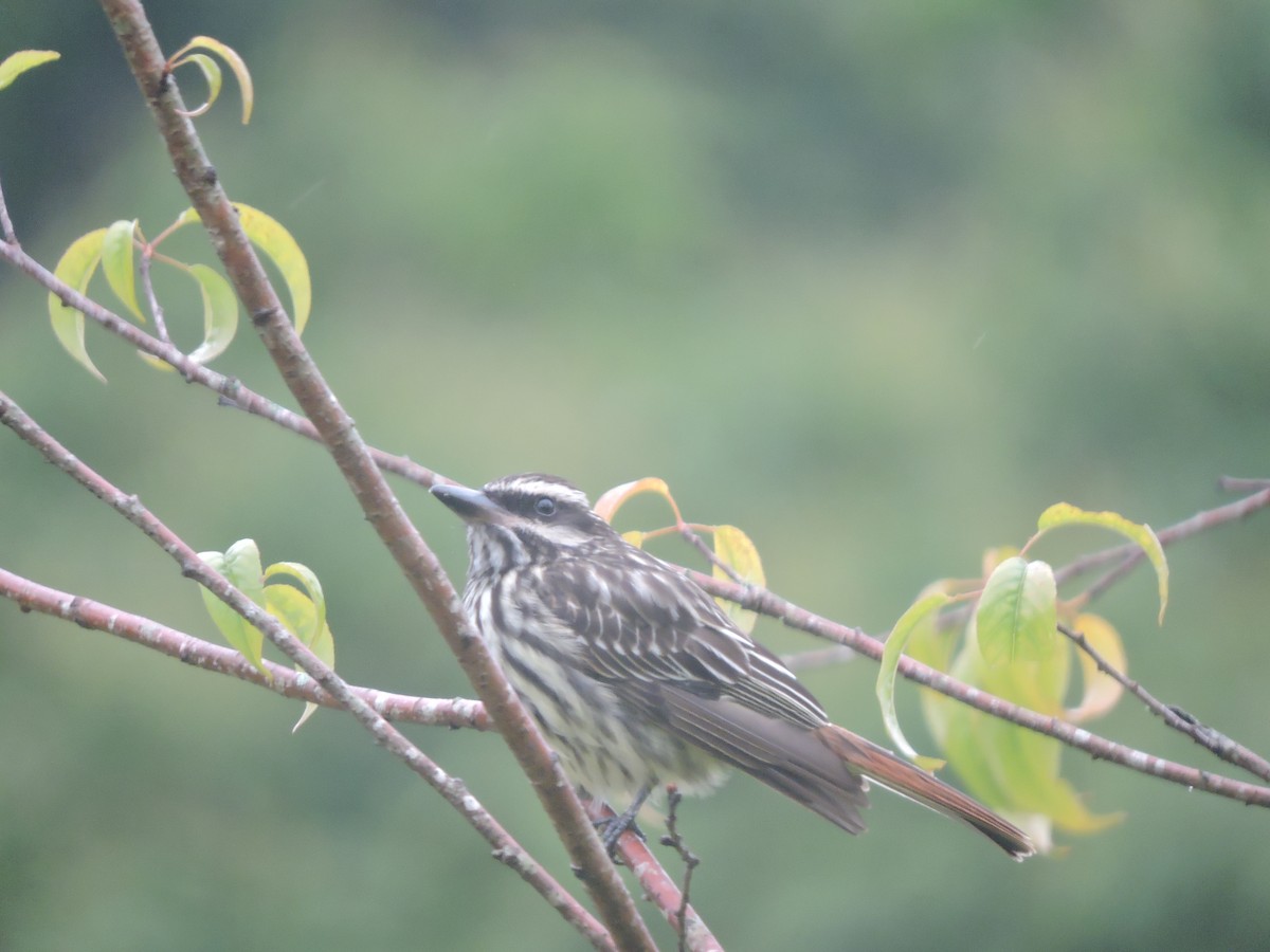 Streaked Flycatcher - ML644582637