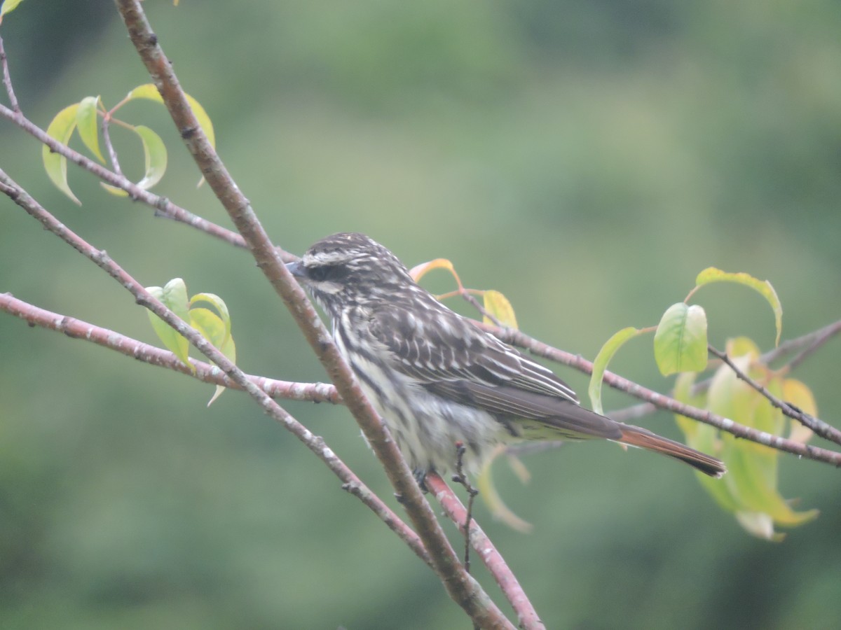 Streaked Flycatcher - ML644582638
