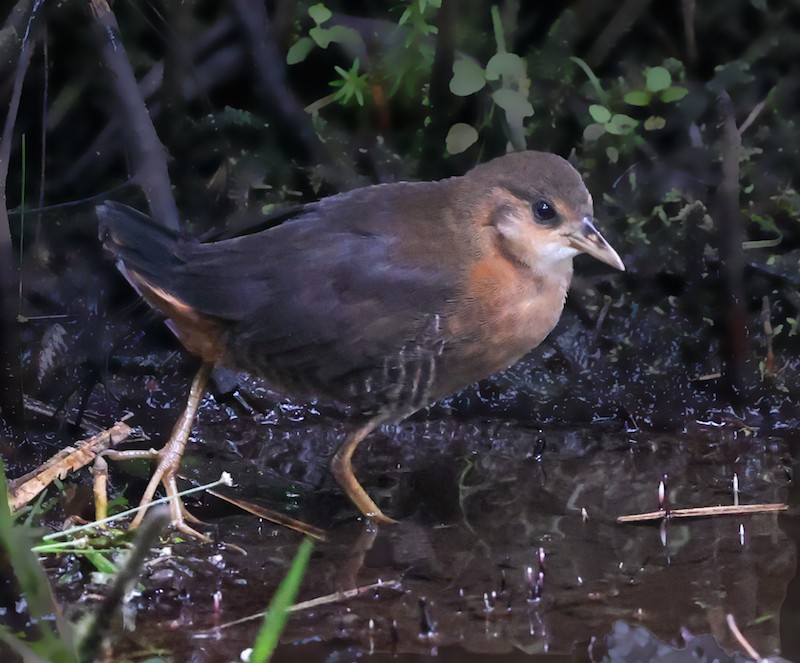 Rufous-sided Crake - ML644582650