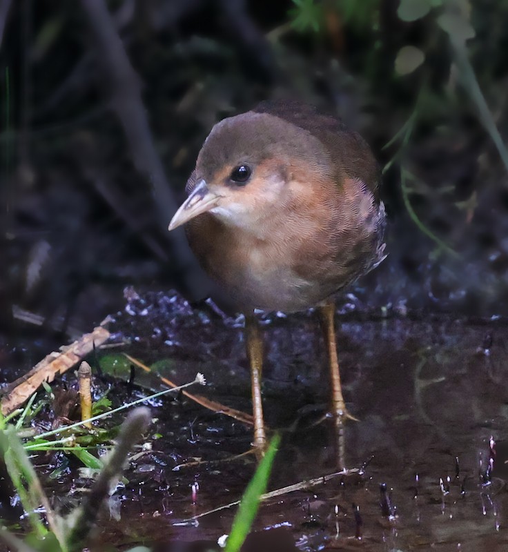 Rufous-sided Crake - ML644582651