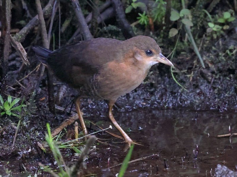 Rufous-sided Crake - ML644582652
