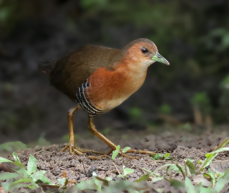 Rufous-sided Crake - ML644582653