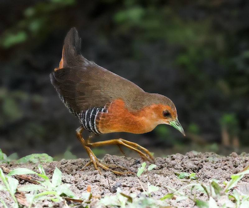 Rufous-sided Crake - ML644582654