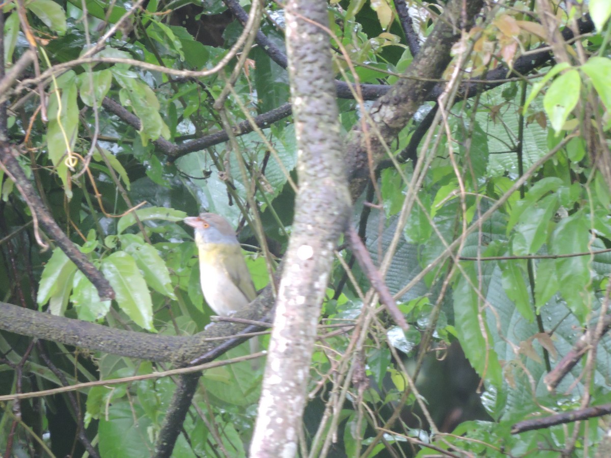 Rufous-browed Peppershrike - ML644582655