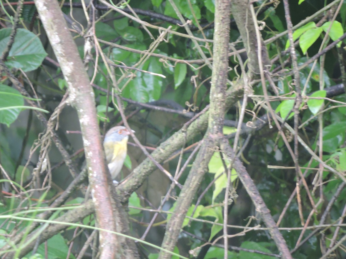 Rufous-browed Peppershrike - ML644582656