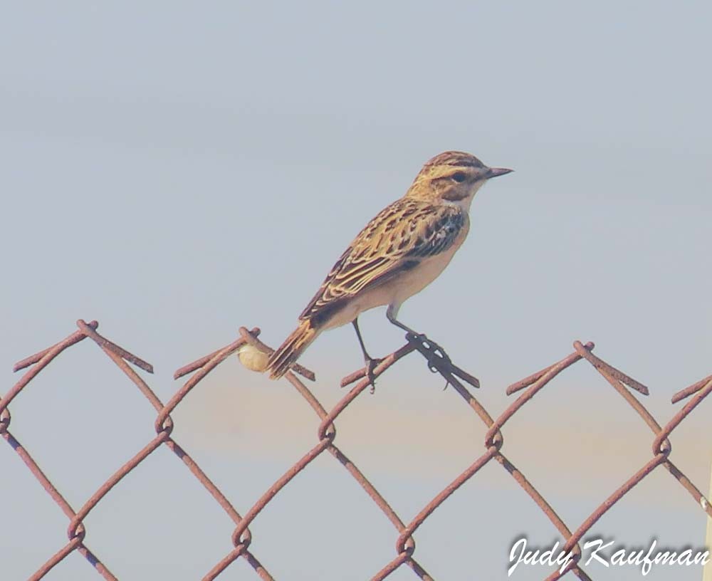 Tarier des prés - ML644582657