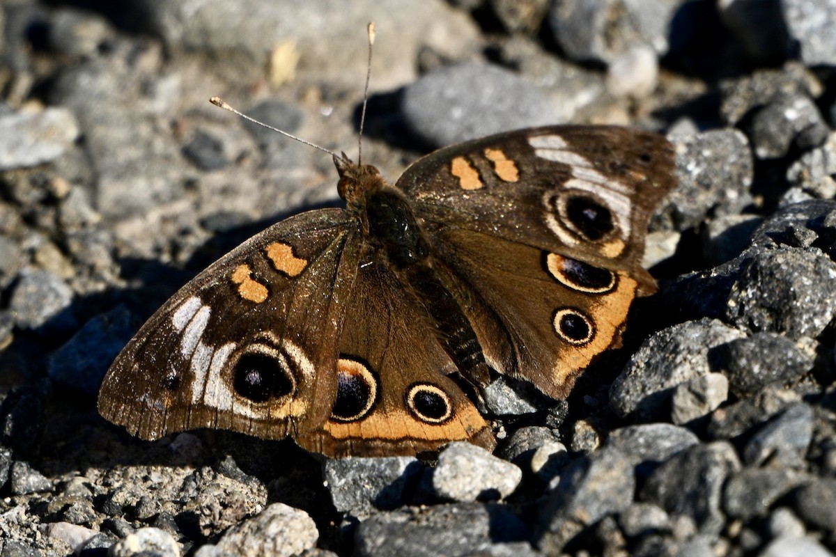 北美眼蛺蝶 - ML644582662