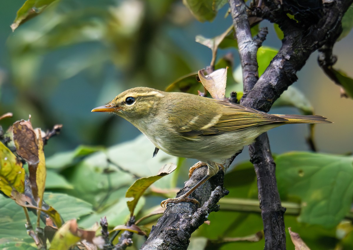 עלווית כפולת-פס - ML644582664