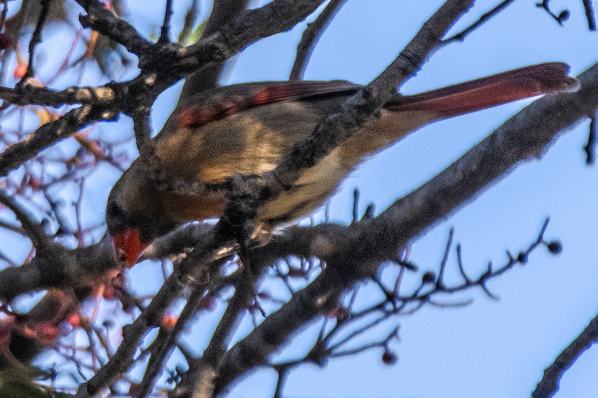 rødkardinal - ML644582667