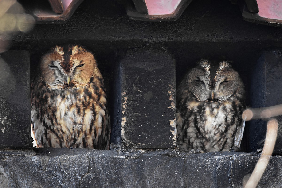 Chouette hulotte - ML644582670