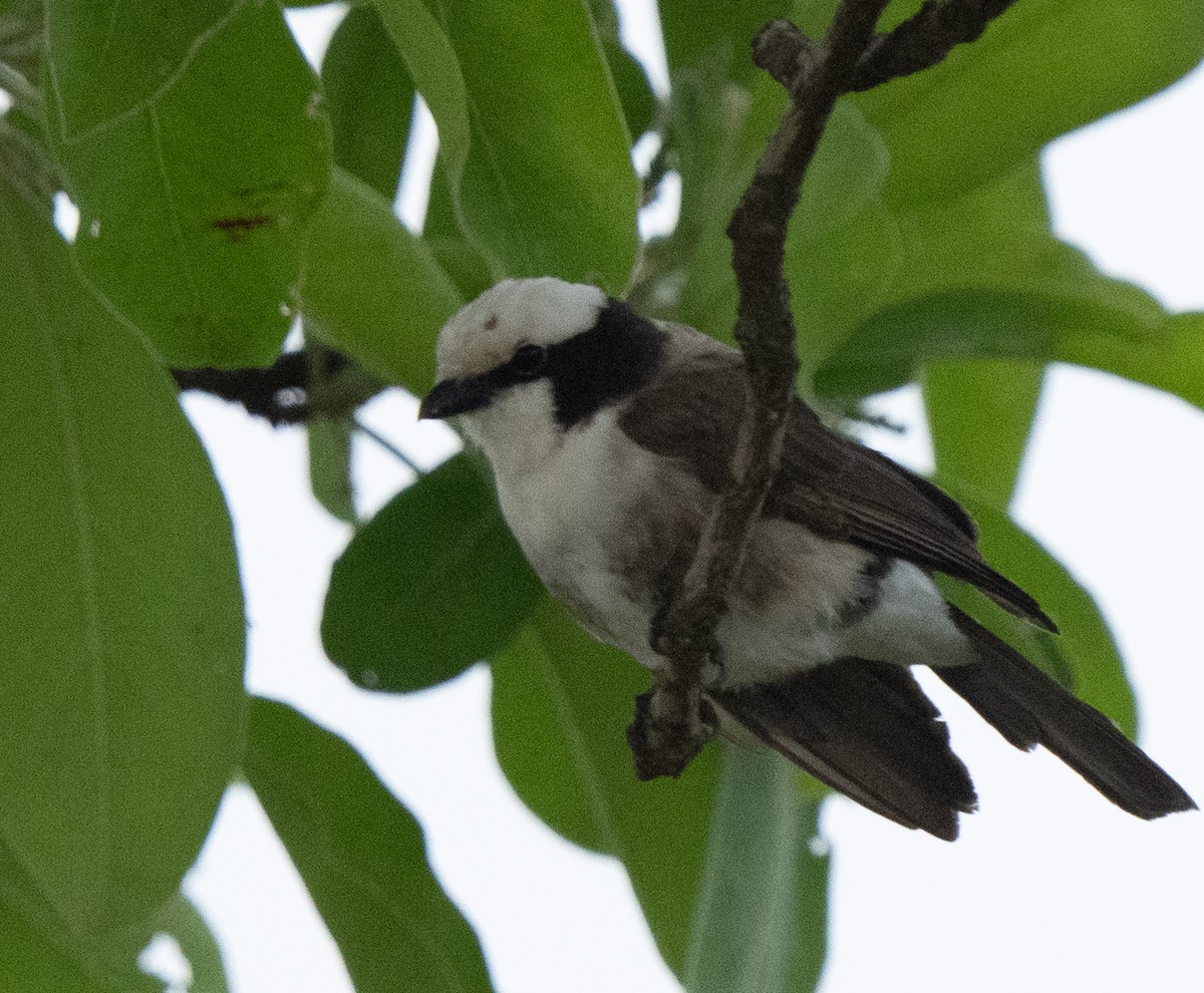 White-rumped Shrike - ML644582673