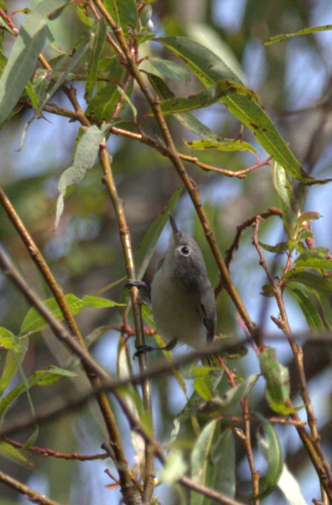 Blue-gray Gnatcatcher - ML644582685
